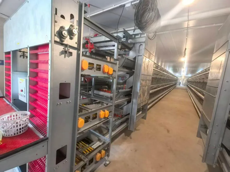 Battery Cages Hens – Integrated Poultry Farming Equipment, Chicken Farming Equipment for Professional Layer Farming Equipment & Layer Poultry Farm Equipment 2 Battery Cages Hens