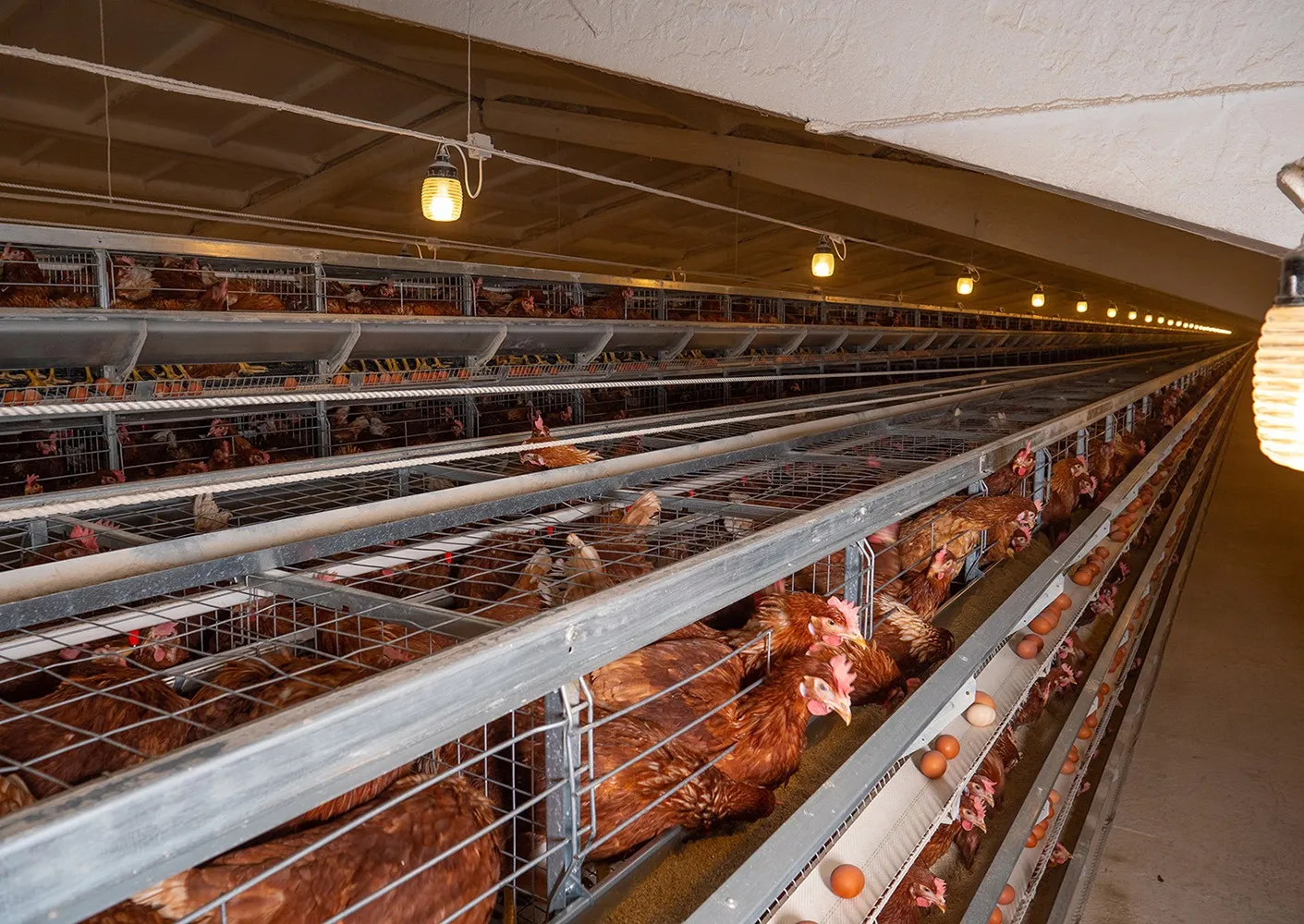 Battery Cages Hens – Integrated Poultry Farming Equipment, Chicken Farming Equipment for Professional Layer Farming Equipment & Layer Poultry Farm Equipment 1 Battery Cages Hens