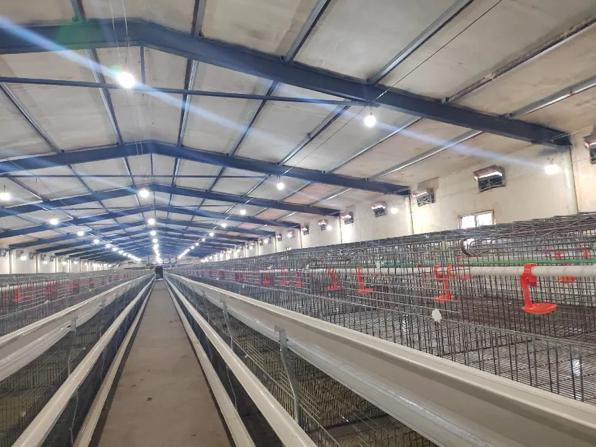 Battery Cages Hens – Integrated Poultry Farming Equipment, Chicken Farming Equipment for Professional Layer Farming Equipment & Layer Poultry Farm Equipment 3 Battery Cages Hens