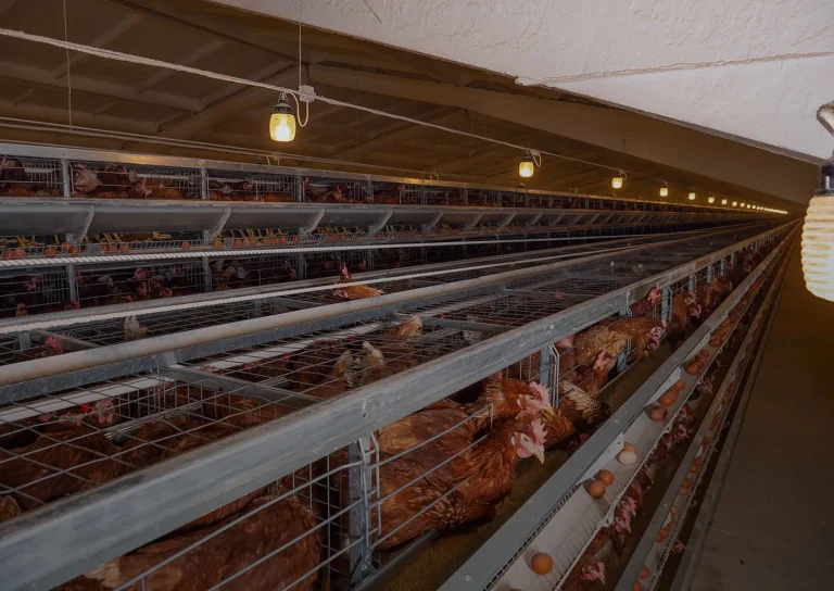 Battery Cages Hens – Integrated Poultry Farming Equipment, Chicken Farming Equipment for Professional Layer Farming Equipment & Layer Poultry Farm Equipment