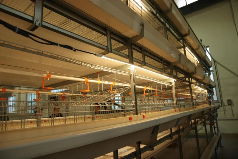 Broiler Chicken Equipment and Poultry Housing Equipment for Modern Cage Poultry Farming