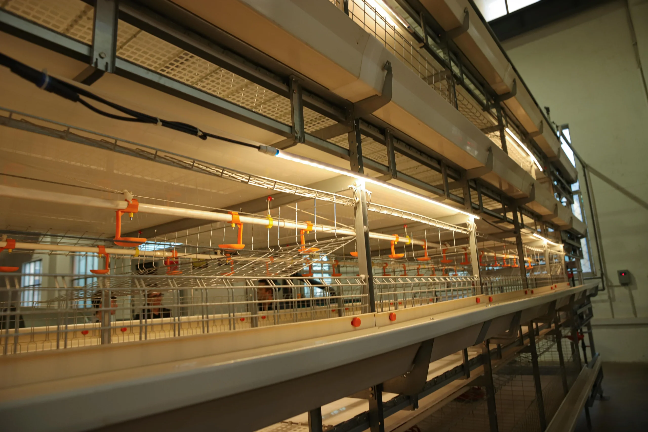 Broiler Chicken Equipment