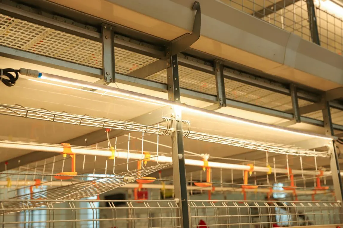 Broiler Chicken Equipment