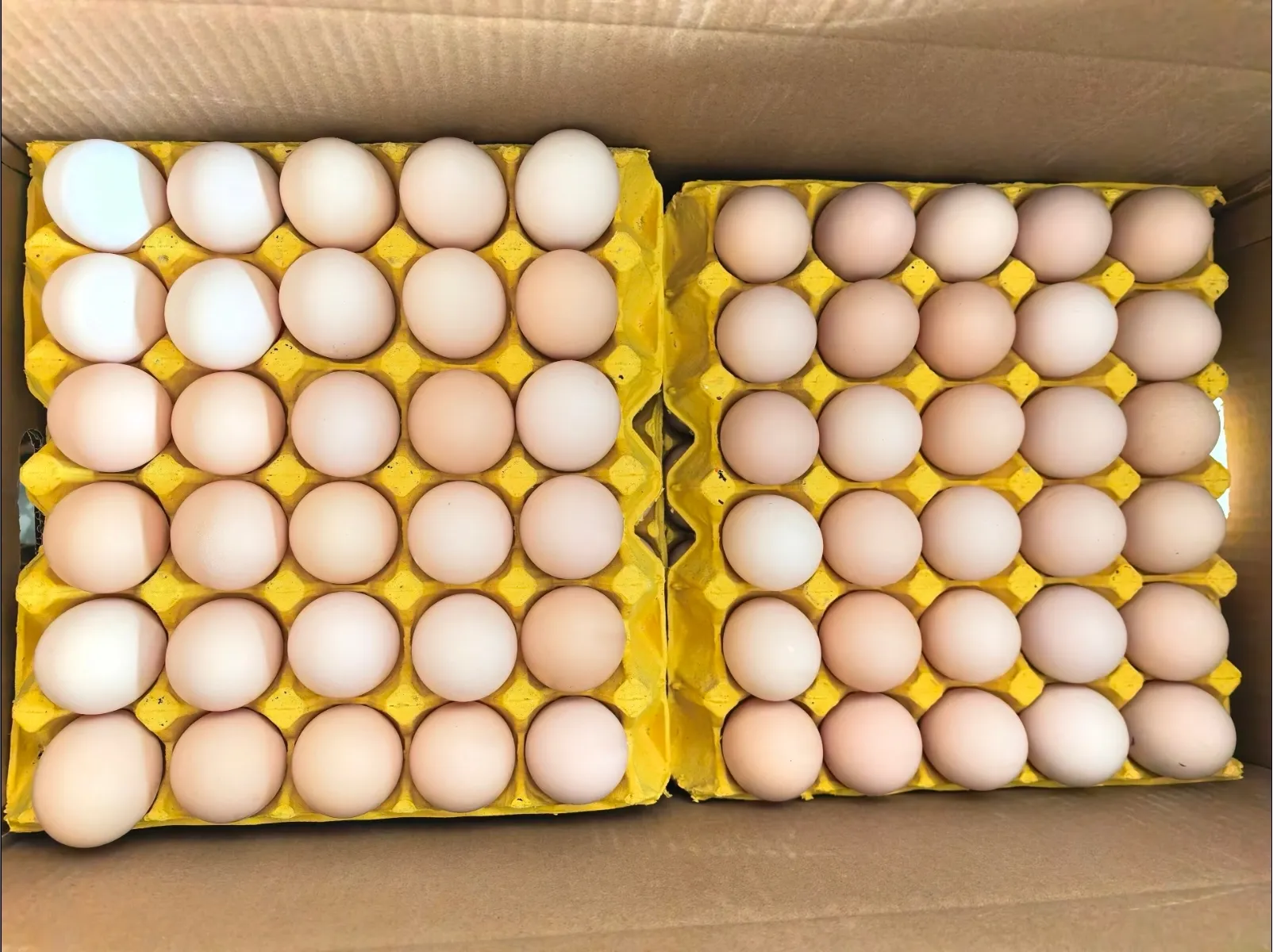 Layer Poultry Farm Equipment – Reliable Equipment Used in Poultry Production for Optimizing Cage Poultry Farming 8 Layer Poultry Farm Equipment